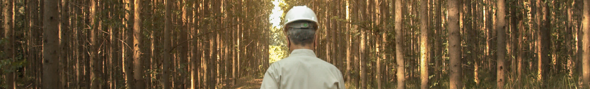 Engenheiro florestal: entenda a importância desse profissional para o seu dia a dia