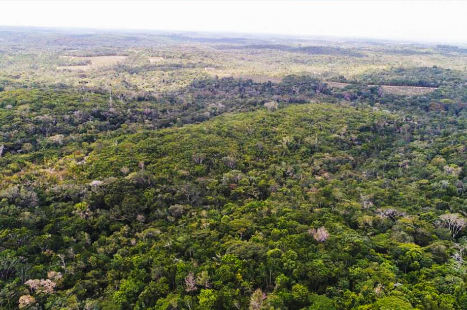 Vista aérea da vegetação nativa da Fazenda Cachimbó, área da Bracell