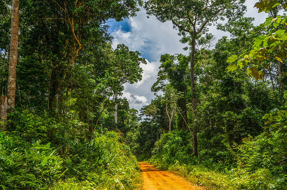 Floresta da Reserva Extrativista Chico Mendes