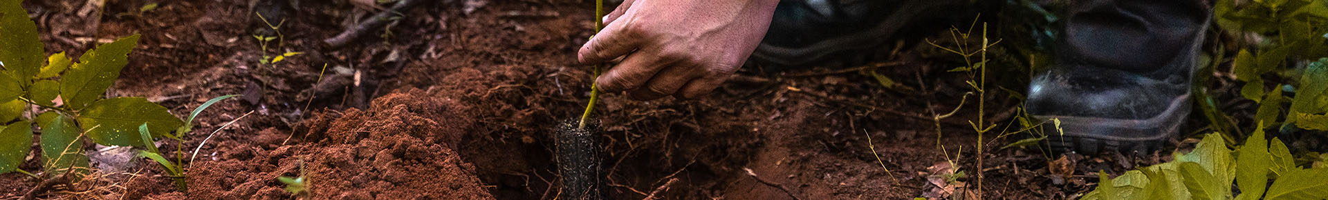 Verdade ou mito: plantação de eucalipto prejudica o solo?