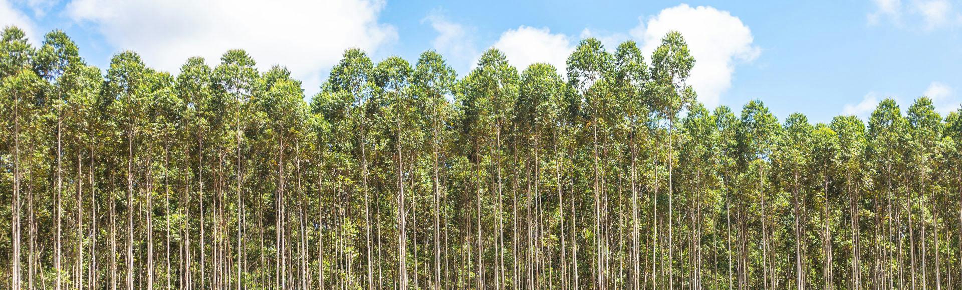 Plantio de eucalipto: produtor de cachaça aposta na diversificação