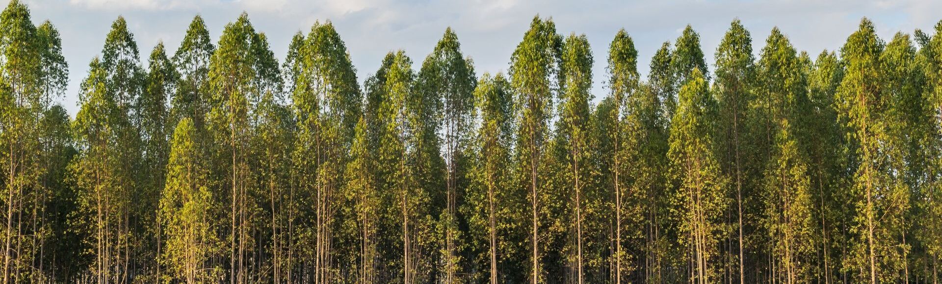 Como plantar eucalipto no pasto: 5 dicas para ter sucesso