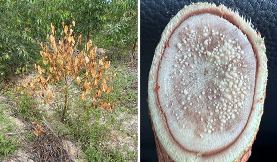 Murcha bacteriana pode causar prejuízos para diversas culturas