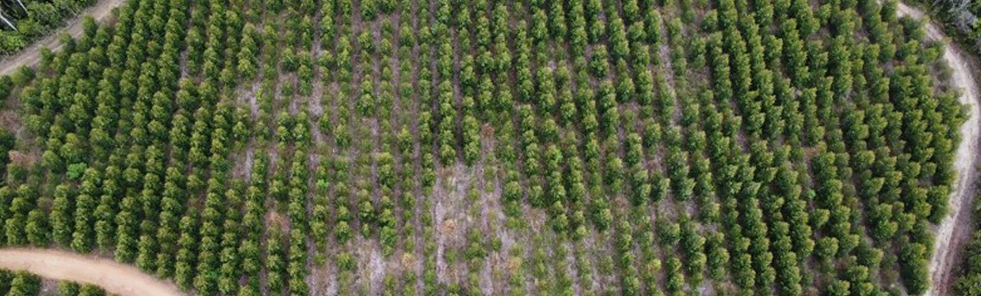 Murcha bacteriana pode causar prejuízos a diversas culturas