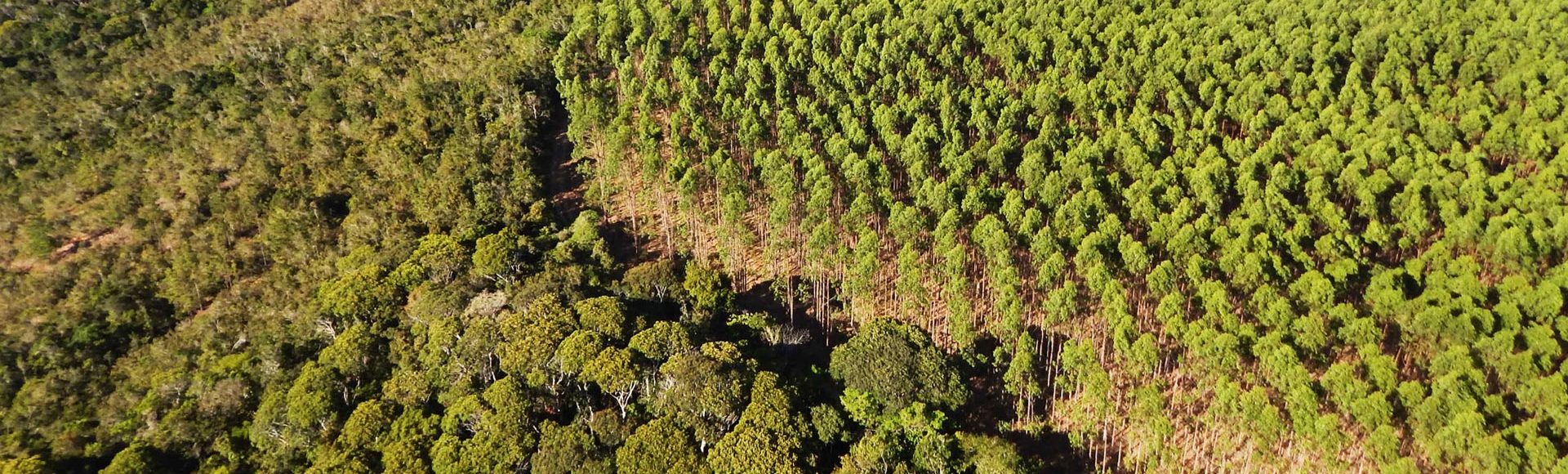 Bracell é reconhecida pela primeira vez no Prêmio Expressão de Ecologia