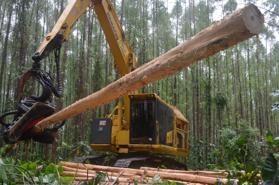 Máquina colhendo eucalipto em floresta plantada